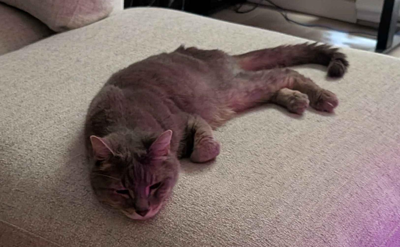 Malcolm melting into a comfortable spot