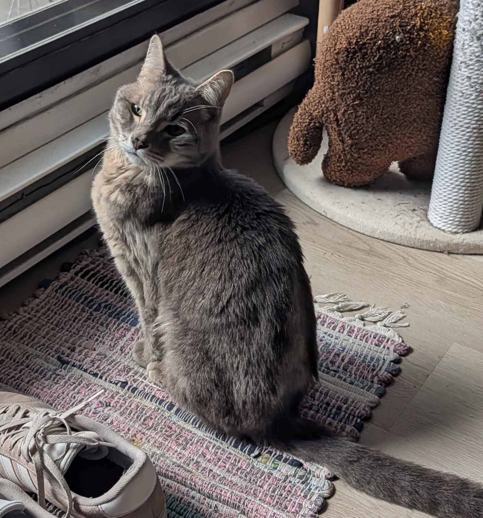 Malcolm the cat